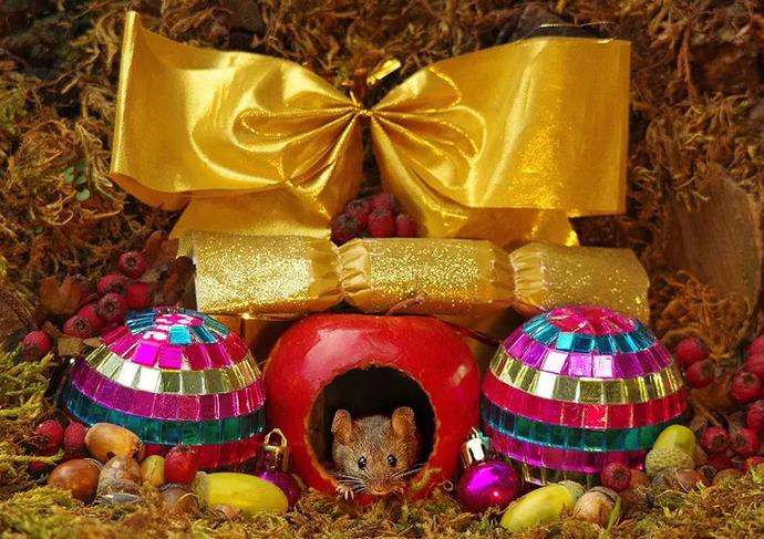 英国男子发现老鼠半夜整理东西,后院发现一只大老鼠