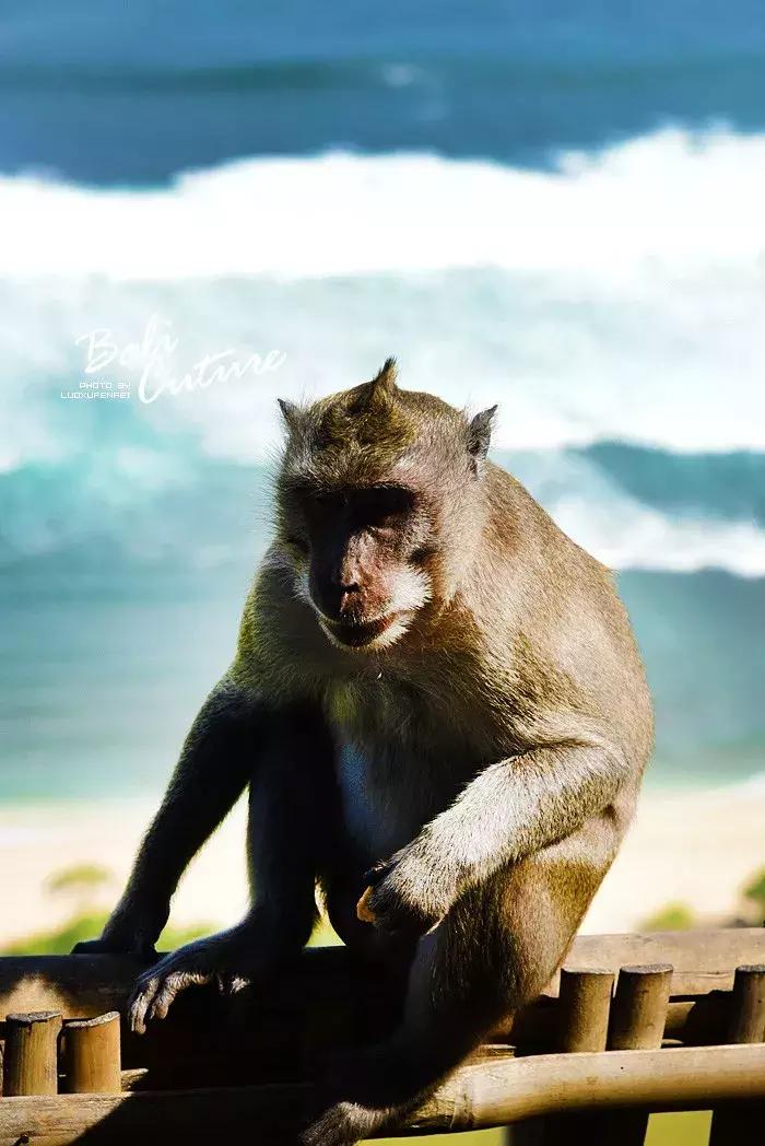 999玩转巴厘究竟嗨不嗨:香遇巴厘,南太平洋的风与海