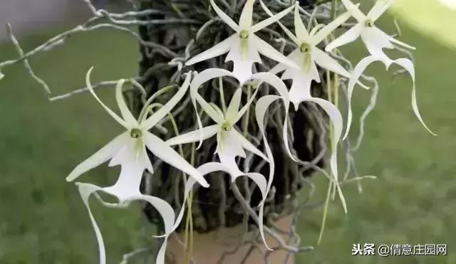 名贵植物排行榜前十名,名贵树种排名