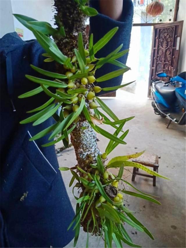 很少人知晓的“石豆花”,做成盆景后,确实会令你眼前一亮,创意