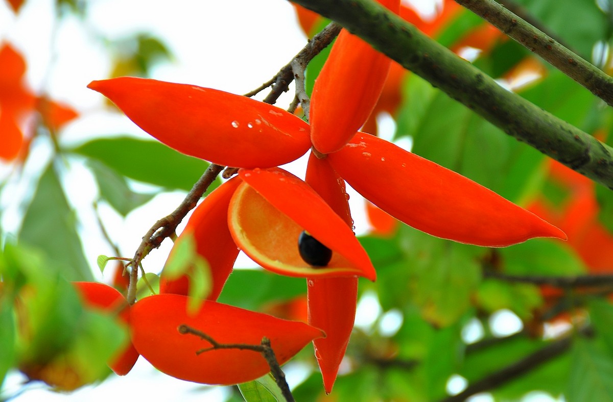 野生凤眼果图片,广西凤眼果