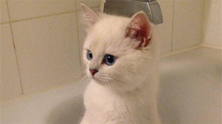 猫咪感冒发烧用啥药品,猫咪药品