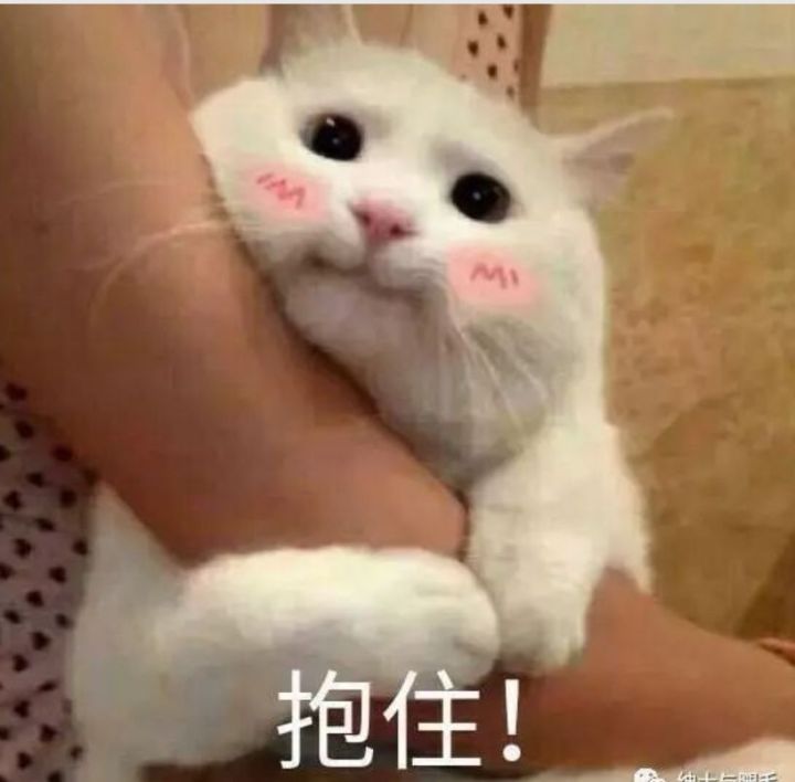 当猫主动靠近你代表什么,猫想让你过来是什么表现