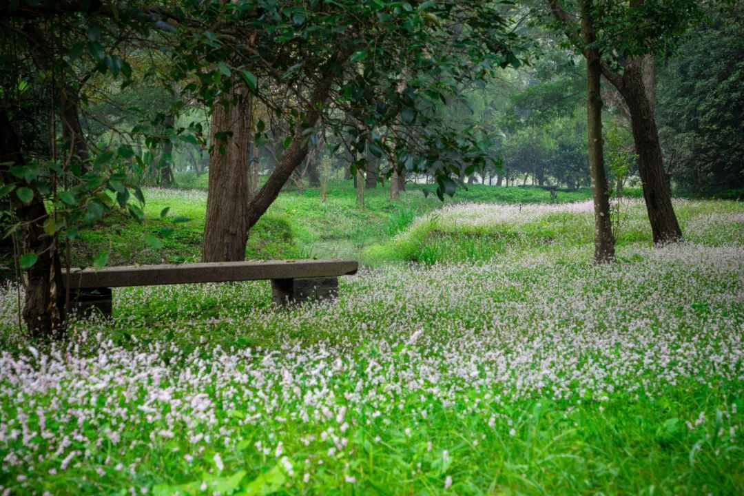 蓼花盛放成海,扬州又多了一处赏秋秘境