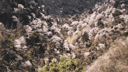 杭州大叔包下一座山谷造民宿,杭州高山樱花民宿