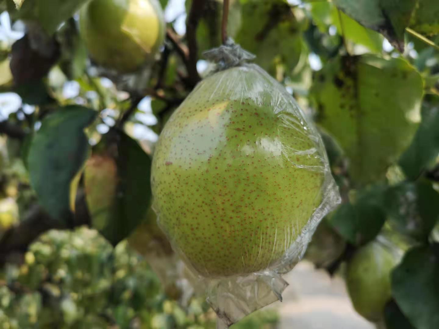 原产我国的古老水果“梨中元老”鸭梨，为什么没有日本梨受欢迎？