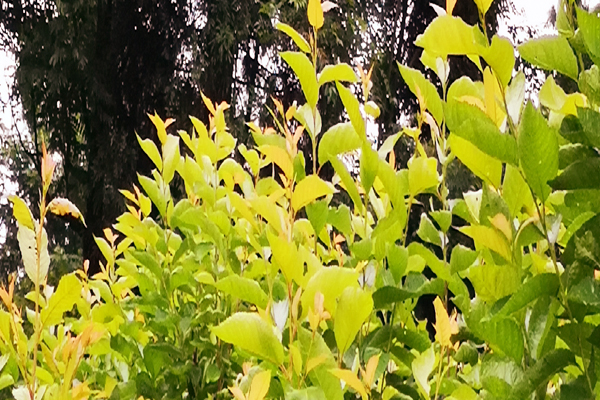 大樱桃黄叶是得补铁吗,樱桃也要保果吗