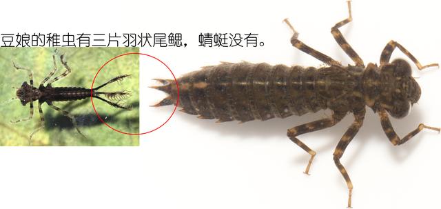 夏天捕捉蜻蜓,夏天捉飞虫