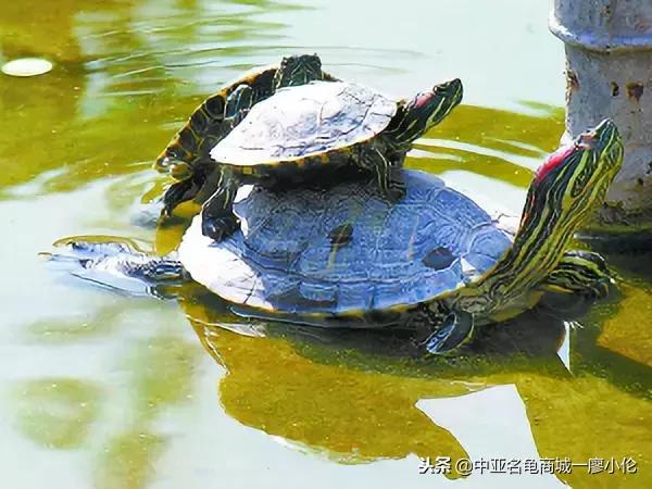 关于巴西龟的养龟小知识,养龟都是从巴西龟开始吗
