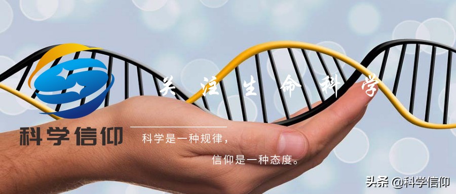 世界首创猪猴嵌合体,中国猴嵌合体研究