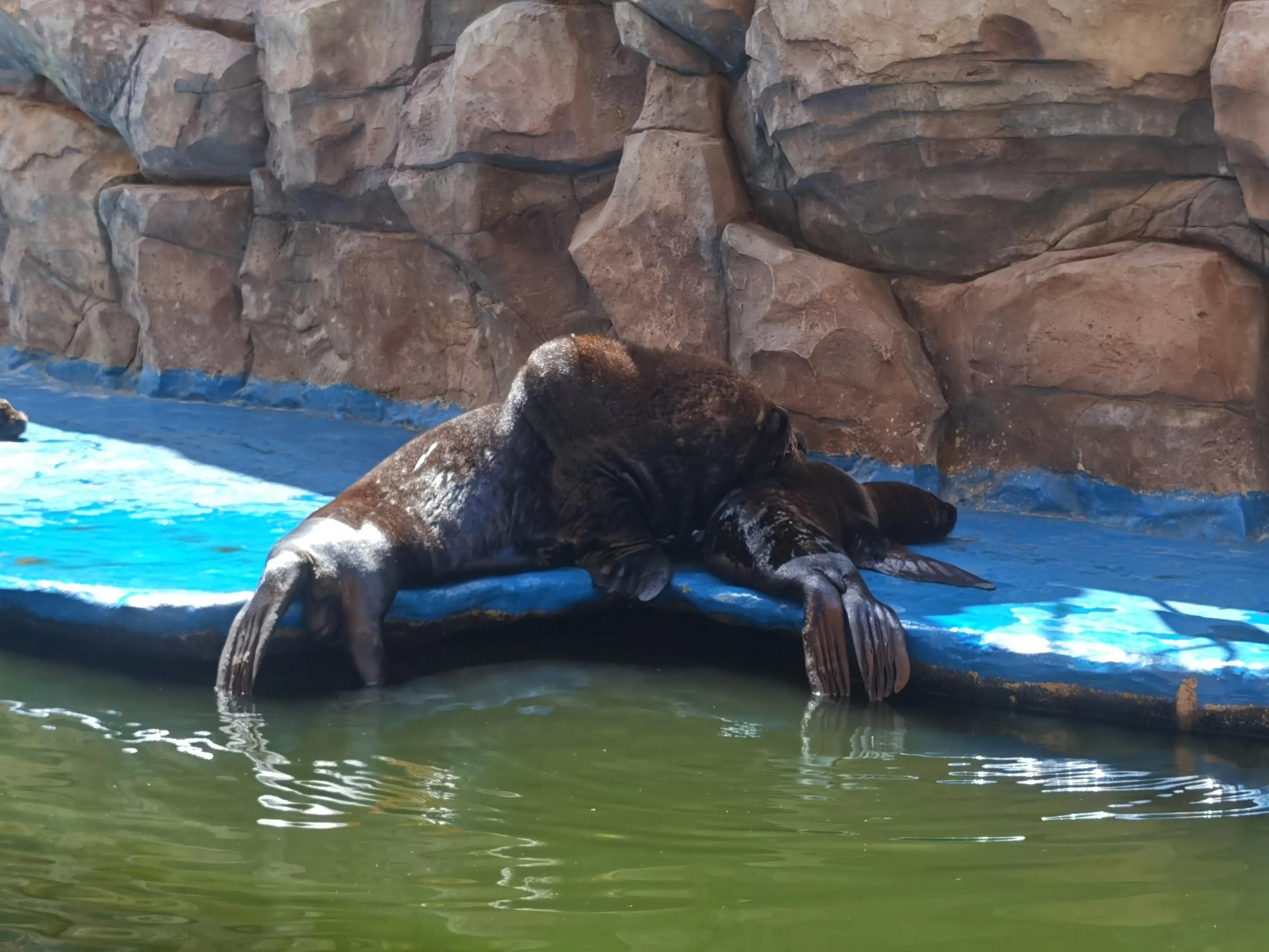 华夏文旅5d飞越丝路观看需要多久,西安华夏文旅丝路飞跃