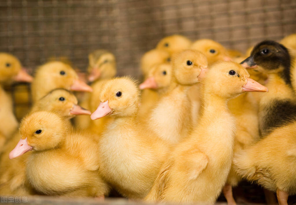 肉鸭脾坏死用什么药效果好,肉鸭脾脏坏死治病方法