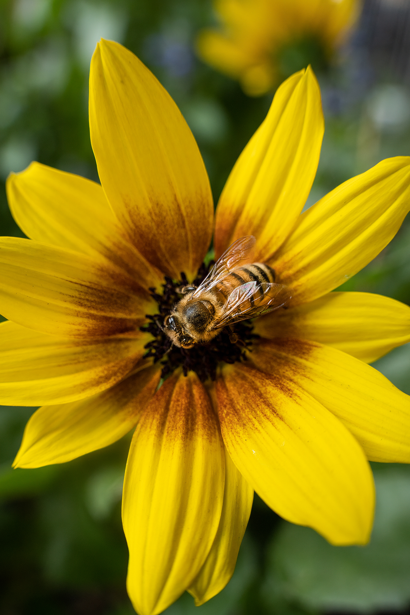 适马最具性价比的变焦镜头,适马大光圈镜头能提升画质吗