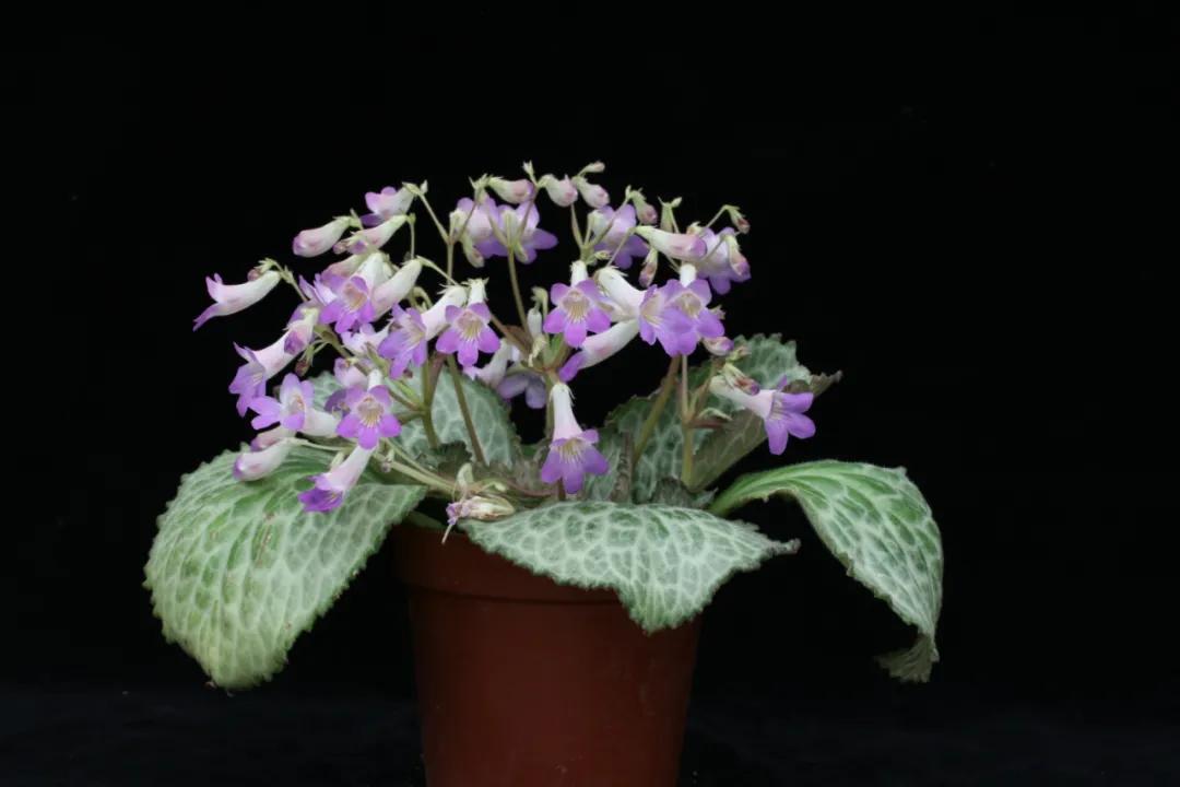 这43个来自世界各地的新品种,快来看看有没有你的菜