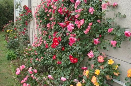 爬藤月季怎么牵引花墙才能开爆花,藤本月季太矮开了很多花怎么牵引