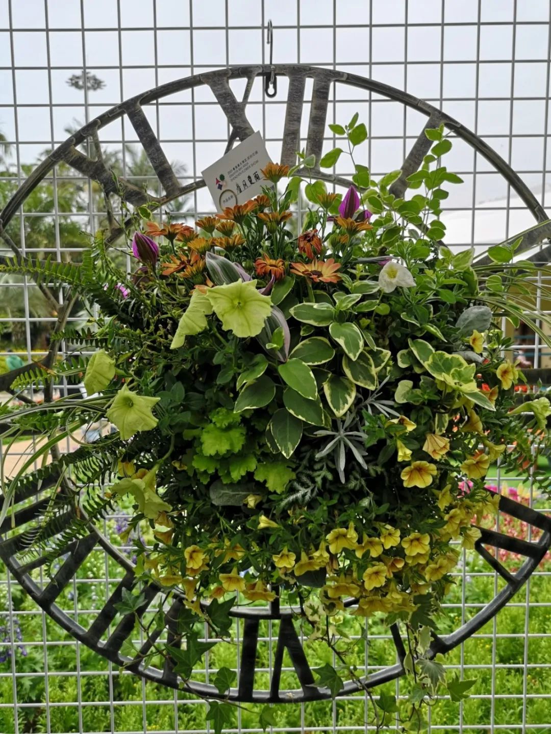 这个花展上的新优品种，为什么这么美？