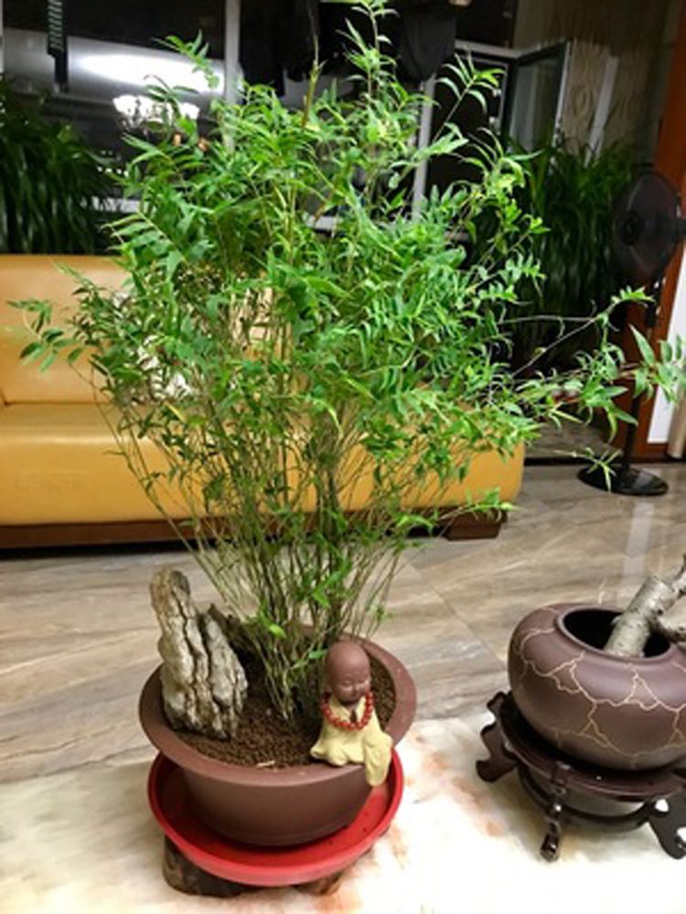 竹子根怎么养才能更旺盛,造型竹子怎么养