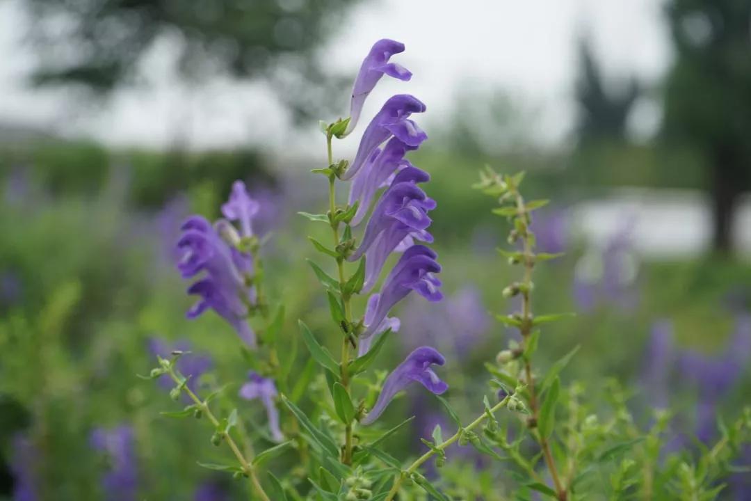 冬天常见中药植物图片及功效,花期长的草本植物图片