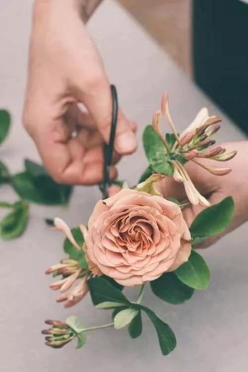 买花的套路和策略,买花的三个陷阱