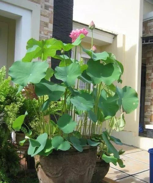 大缸种藕芽视频教程,家庭水缸种藕的方法视频