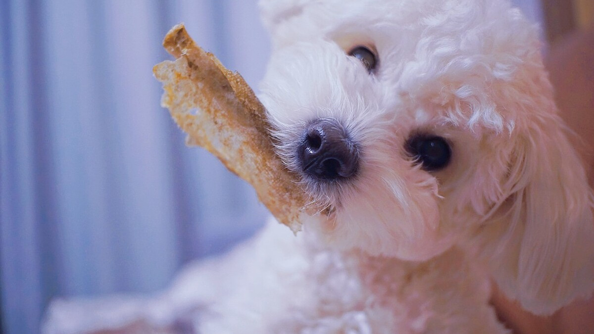 狗狗发情篇：有这些症状的狗子，一定要注意了