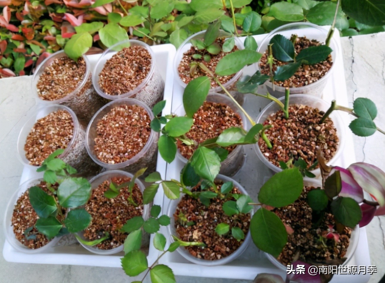 扦插小苗存活率百分之百的方法,扦插2.0撞墙法原理