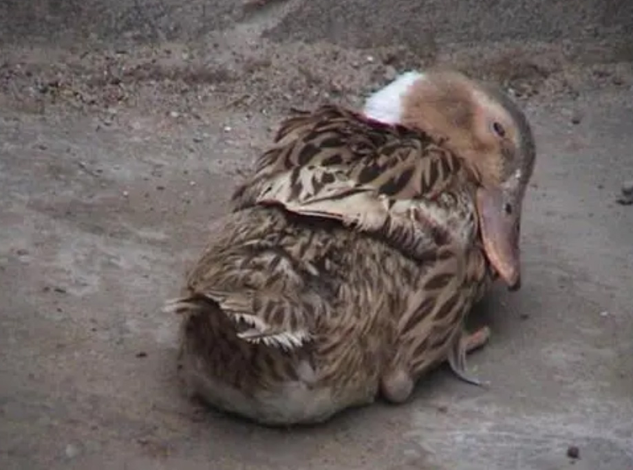 创业养鹅投资700万,年轻的回乡创业者养鹅