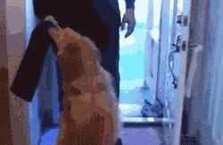 金毛犬聪明吗,德国牧羊犬聪明还是金毛犬聪明