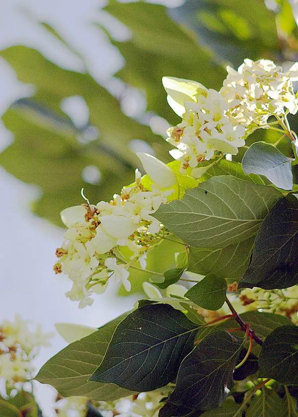 全国林草生物多样性保护成就展,林业生物多样性保护