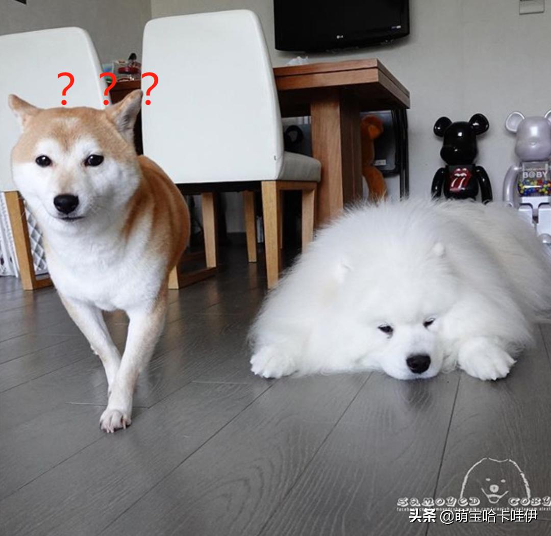 萨摩耶和柯基谁长得大,萨摩耶和柯基哪个长得大