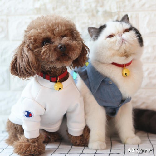 猫咪戴项圈导致脖子坏了怎么办,为什么猫咪不建议戴项圈防丢