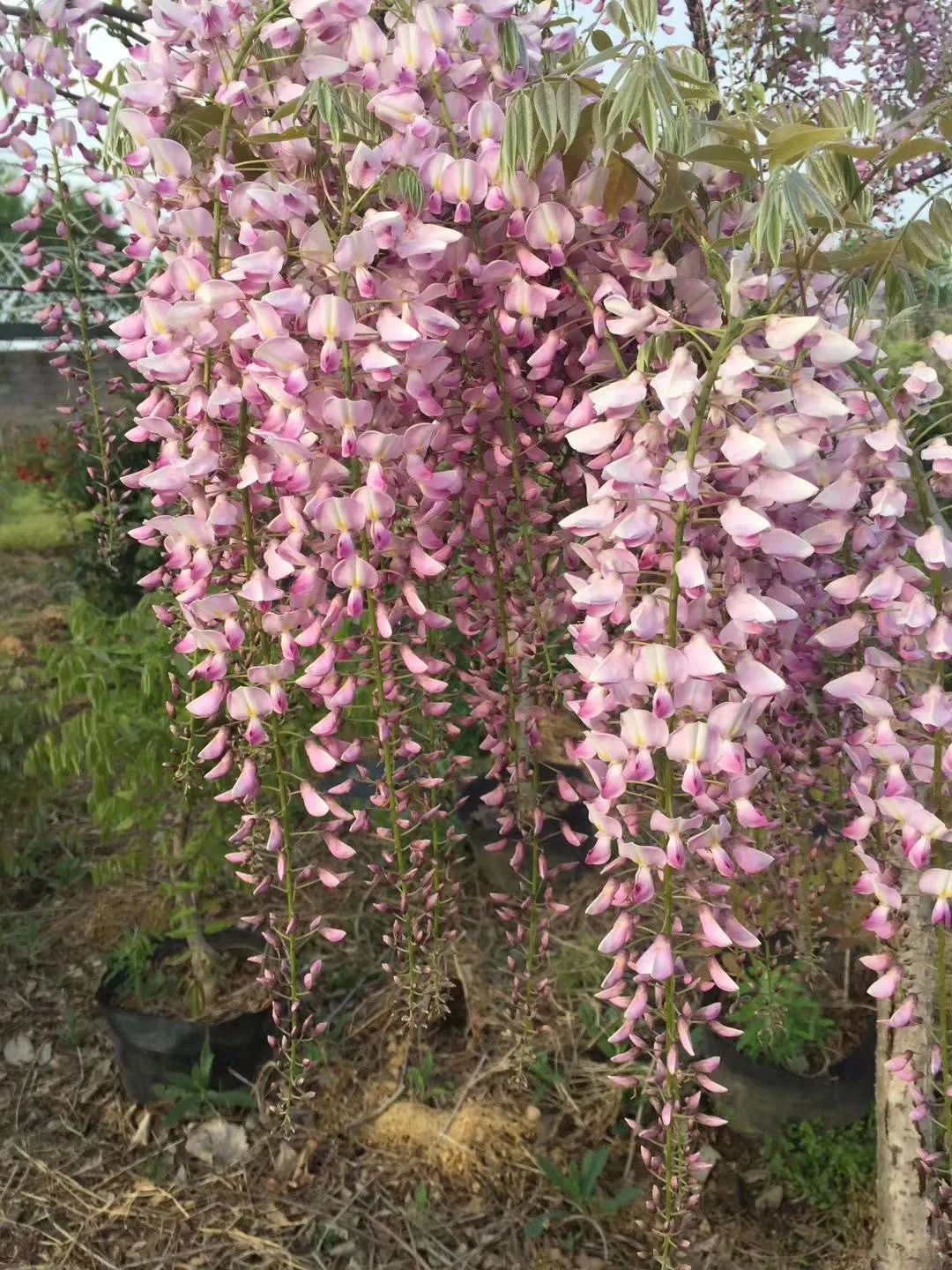 紫藤中最有名的品种叫什么名字,非常好种不需要太阳的紫藤品种