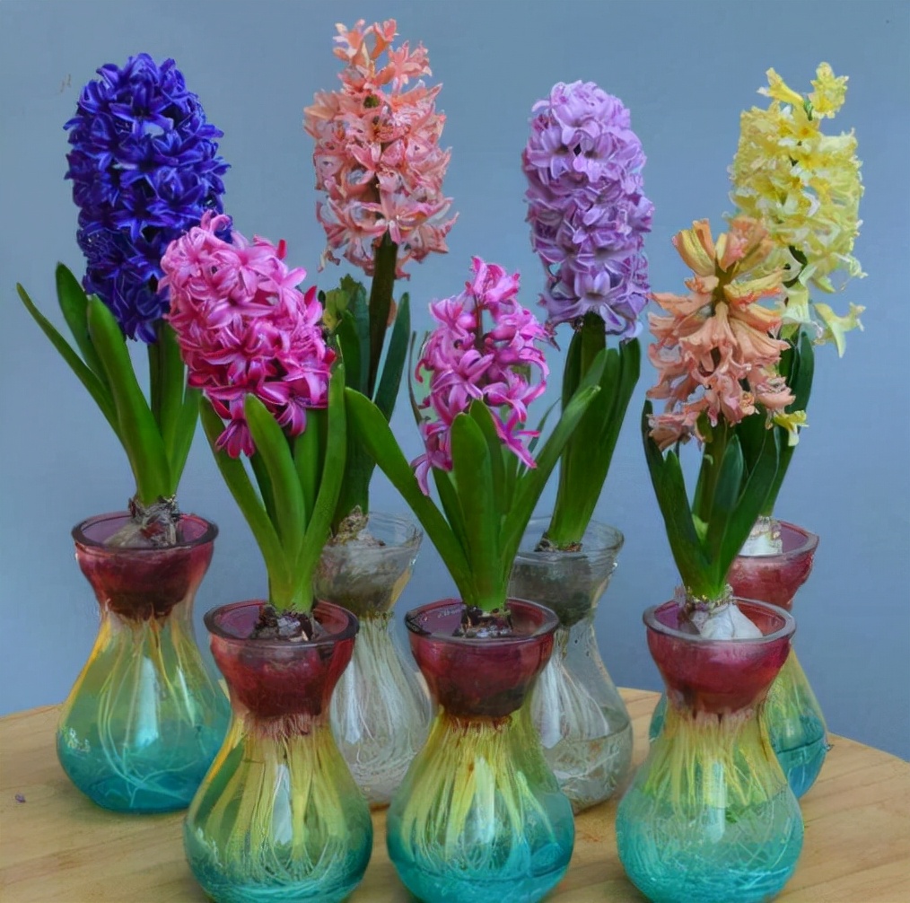 居家最适合摆放的花卉,最好的屋子里面摆放的各种花卉