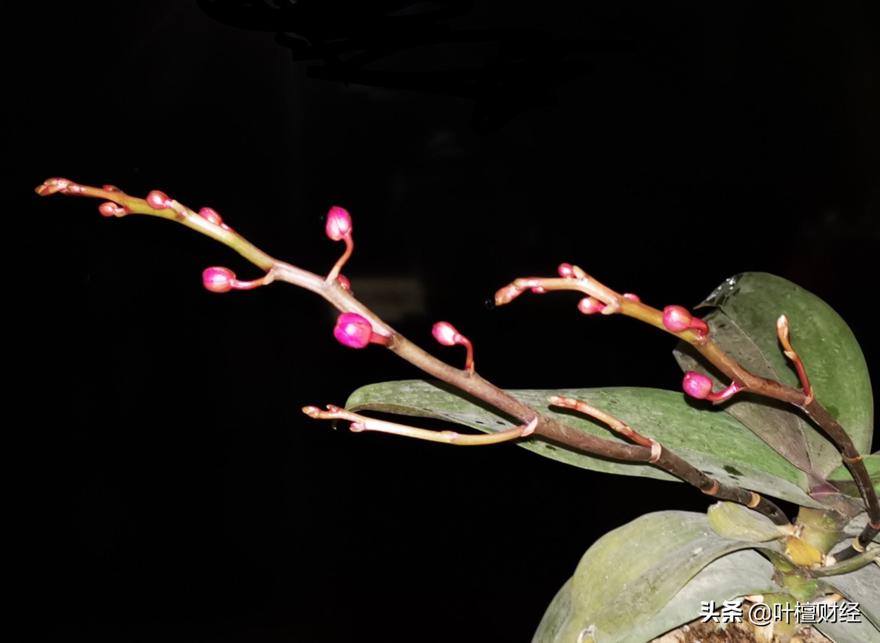 儿子为买房弑母骗保,男子为买房弑母骗保