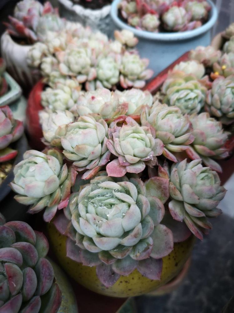 误打误撞的多肉情缘,带我走进多肉小世界!