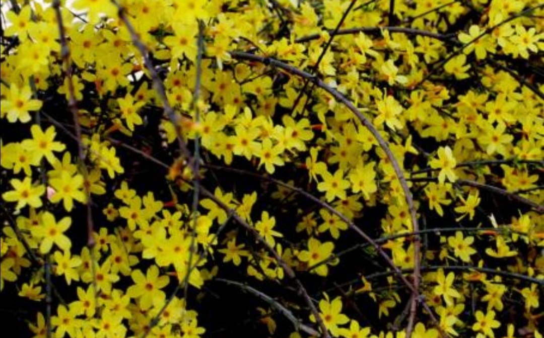 冬天养腊梅的方法,迎春花开春意来