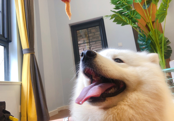 水泡的狗粮营养会不会流失,狗粮每次都需要水泡吗