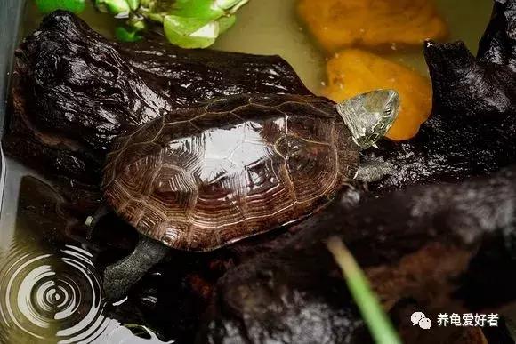 乌龟咬尾怎么办,乌龟咬鱼有什么办法