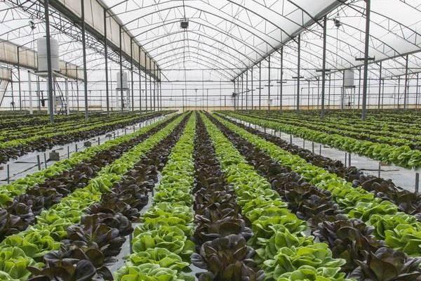 现在种植大棚蔬菜的前景,种植大棚菜风险大吗