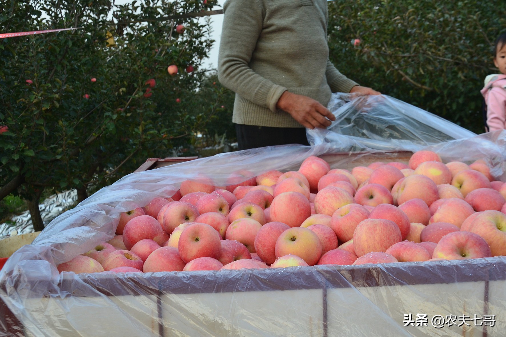 疫情期间苹果销路如何,疫情过后苹果怎么销售