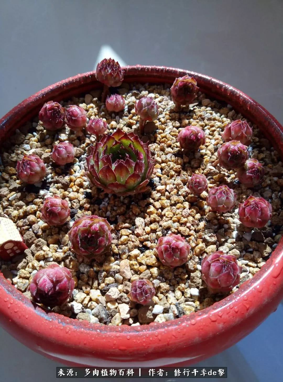 鱼和熊掌不可兼得自由和爱情,鱼和熊掌不可兼得胖和丑如影随形