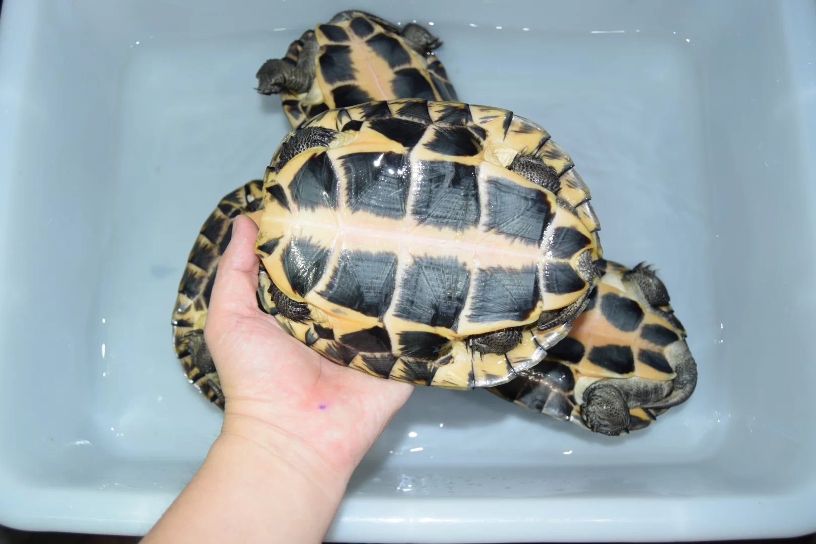 石龟市场为何崩盘,石龟市场今年会崩盘吗