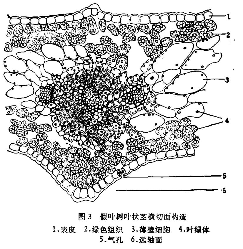 长着叶的模样,干着叶的活,为什么不给它叶的名分