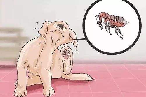 彻底根除耳螨的方法,除螨经验分享