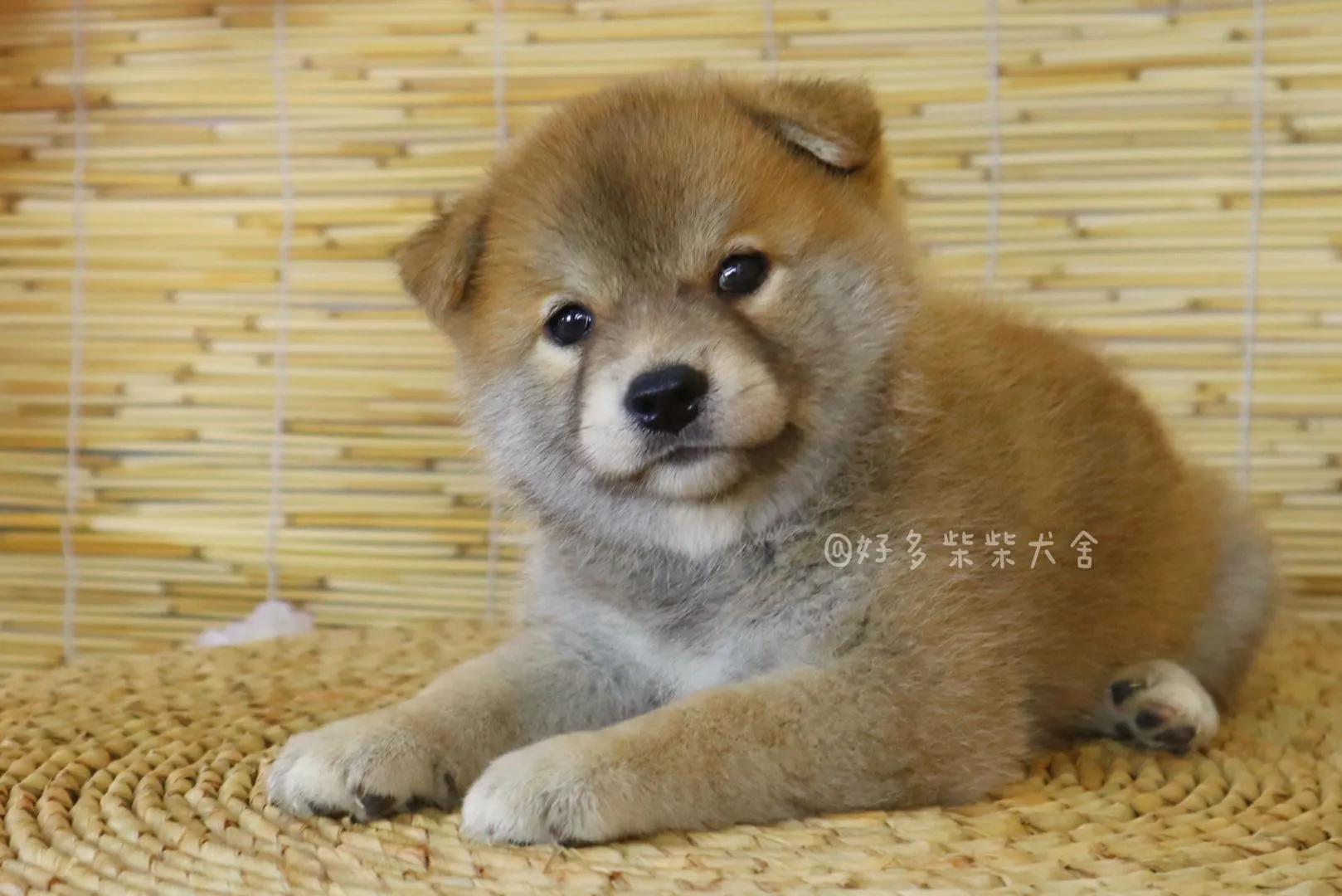 柴犬舍在什么地方,柴柴犬舍靠谱吗