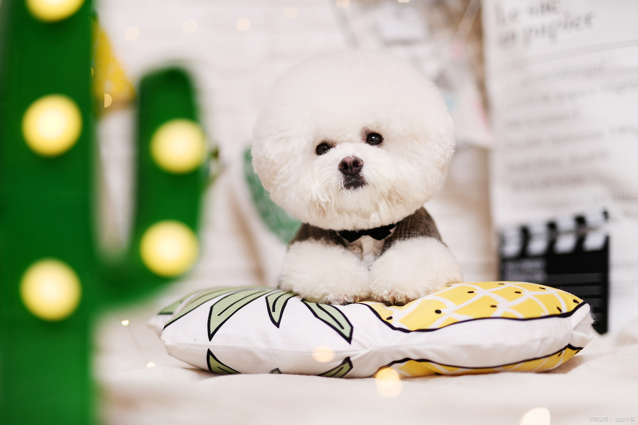 不到两斤的比熊能驱虫吗,一个月比熊要驱虫吗怎么喂