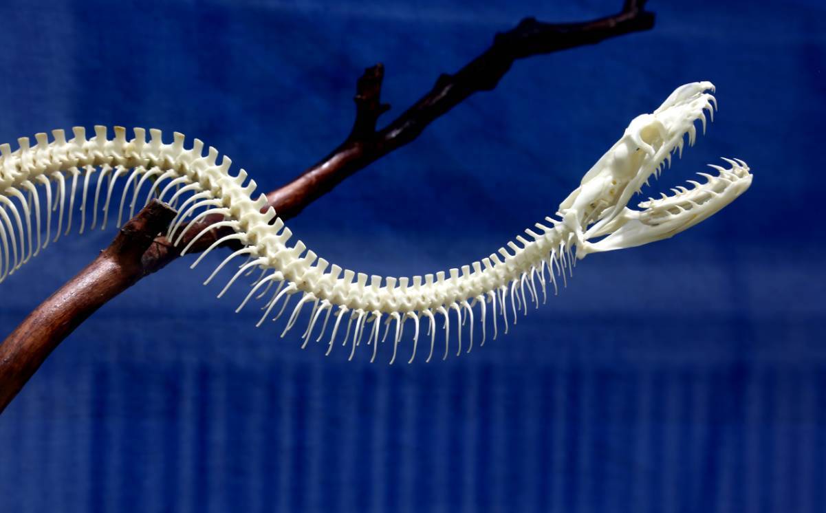 澳洲男子帮蛇过马路,被蟒蛇袭击该如何自救