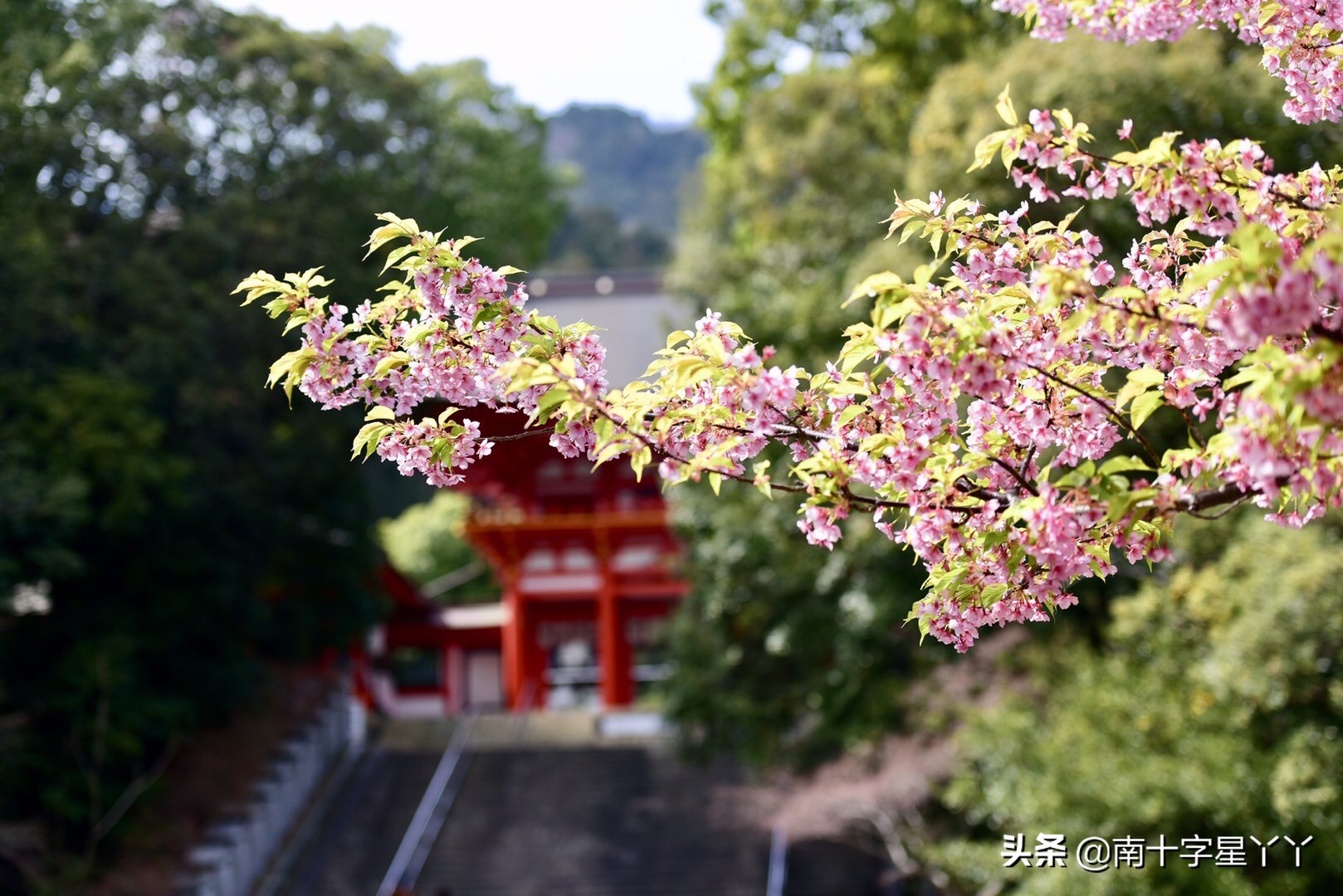这个樱花季,造访SKII神仙水的水源地