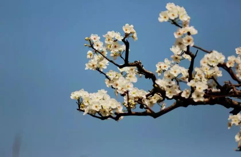 安徽春天去哪看花,安徽春天赏花攻略景点推荐