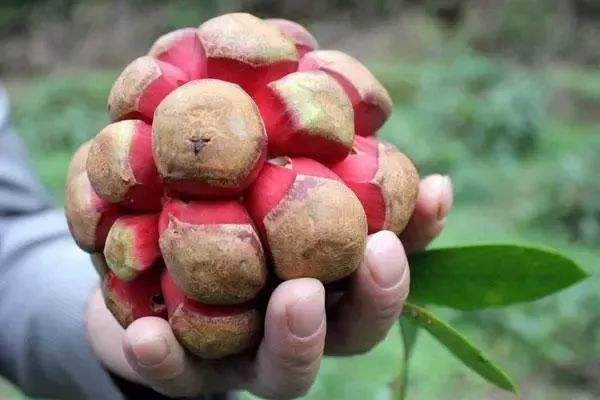 黑老虎亩产多少斤果,黑老虎亩产4000斤是真的吗